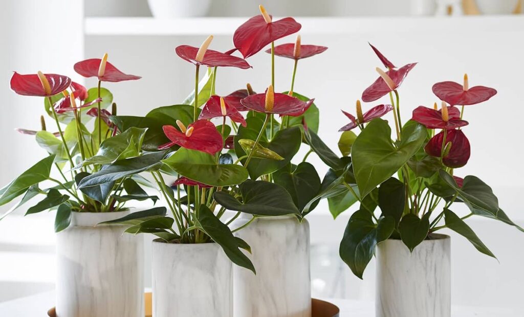 Anthurium